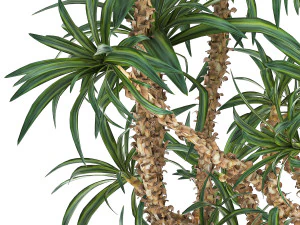 dracaena in a flowerpot for the interior 1008 3D Model
