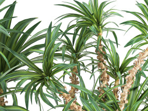 dracaena in a flowerpot for the interior 1008 Model 3D