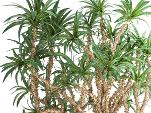 dracaena in a flowerpot for the interior 1008 Model 3D