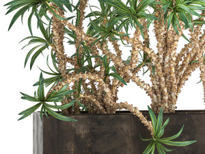 dracaena in a flowerpot for the interior 1008 Model 3D