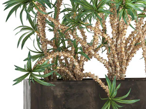 dracaena in a flowerpot for the interior 1008 3D Model