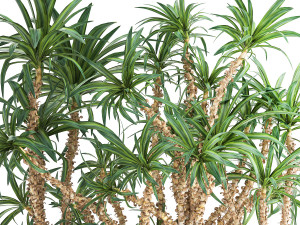 dracaena in a flowerpot for the interior 1008 Model 3D
