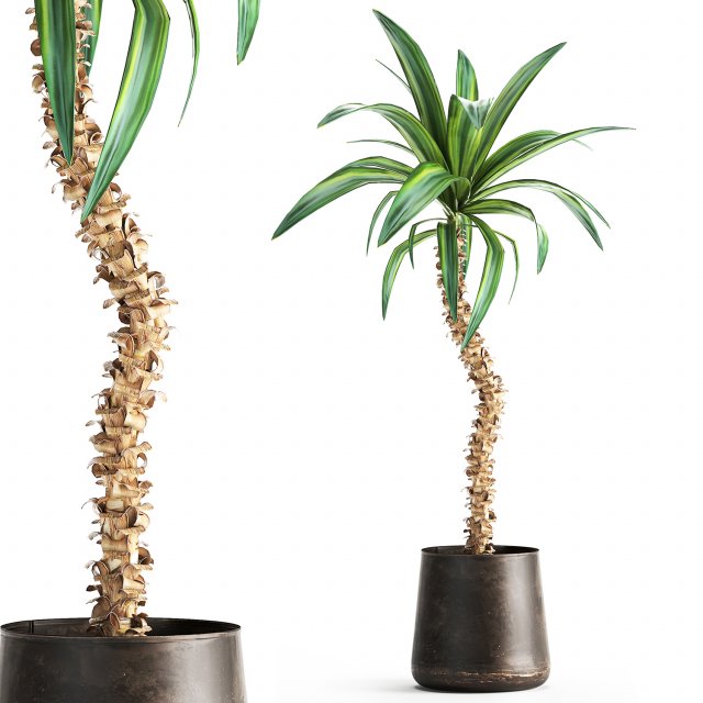 dracaena in a flowerpot for the interior 1009 Modelo 3D .c4d .max .obj .3ds .fbx .stl .blend 