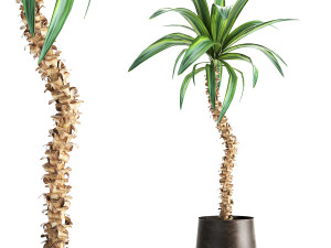 dracaena in a flowerpot for the interior 1009 3D Model
