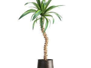 dracaena in a flowerpot for the interior 1009 Modelo 3D