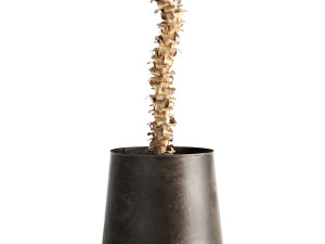 dracaena in a flowerpot for the interior 1009 Modelo 3D