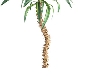 dracaena in a flowerpot for the interior 1009 Modelo 3D