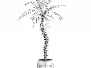 dracaena in a flowerpot for the interior 1009 Modelo 3D