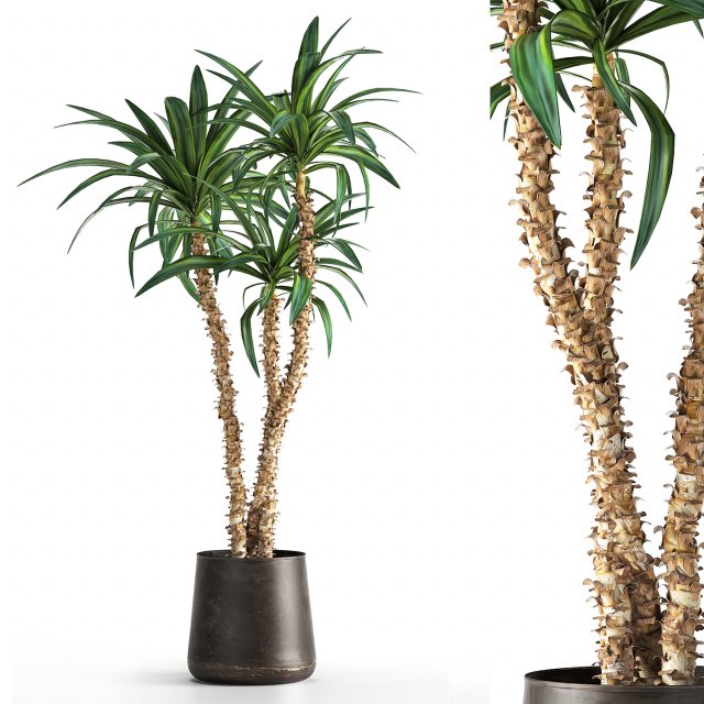 dracaena in a flowerpot for the interior 1010 3D 模型 .c4d .max .obj .3ds .fbx .stl .blend 