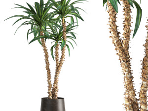 dracaena in a flowerpot for the interior 1010 3D Model