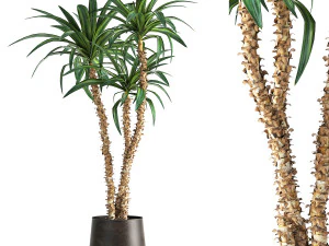 dracaena in bloempot voor interieur 1010 3D Model