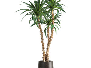 dracaena in a flowerpot for the interior 1010 3D 模型