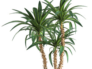 dracaena in a flowerpot for the interior 1010 3D 模型