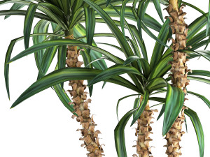 dracaena in a flowerpot for the interior 1010 3D 模型