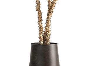 dracaena in a flowerpot for the interior 1010 3D 模型