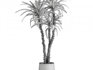 dracaena in a flowerpot for the interior 1010 3D 模型