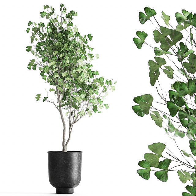 decorative tree in a flowerpot for the interior 1011 3D Модель .c4d .max .obj .3ds .fbx .stl .blend