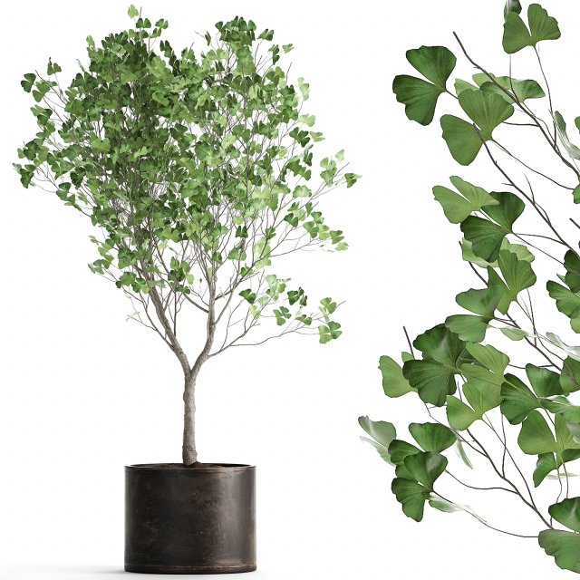 decorative tree in a flowerpot for the interior 1012 Model 3D .c4d .max .obj .3ds .fbx .stl .blend 