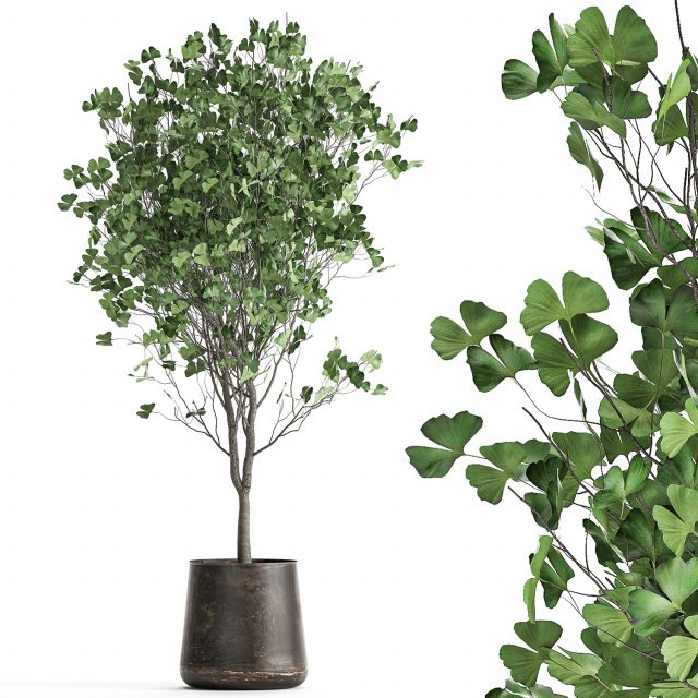 ginkgo biloba in a flowerpot for the interior 1013 Modelo 3D .c4d .max .obj .3ds .fbx .stl .blend 