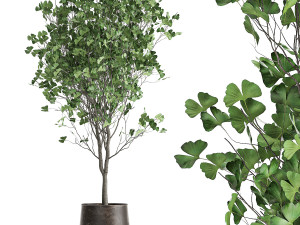 ginkgo biloba in a flowerpot for the interior 1013 Model 3D