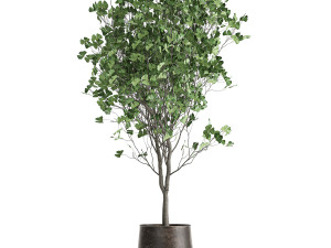 ginkgo biloba in a flowerpot for the interior 1013 Modelo 3D