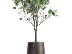 ginkgo biloba in a flowerpot for the interior 1013 Modelo 3D