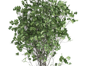 ginkgo biloba in a flowerpot for the interior 1013 Modelo 3D