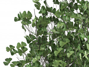 ginkgo biloba in a flowerpot for the interior 1013 Modelo 3D