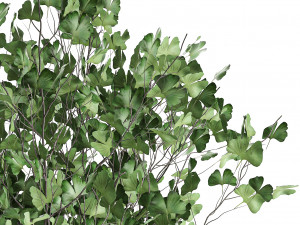 ginkgo biloba in a flowerpot for the interior 1013 Modelo 3D
