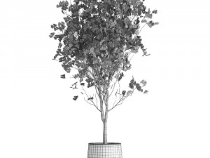 ginkgo biloba in a flowerpot for the interior 1013 Modelo 3D