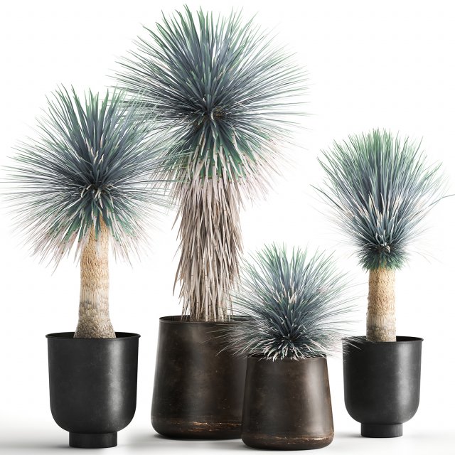 yucca rostrata in a flowerpot for the interior 1014 3D Model .c4d .max .obj .3ds .fbx .stl .blend 