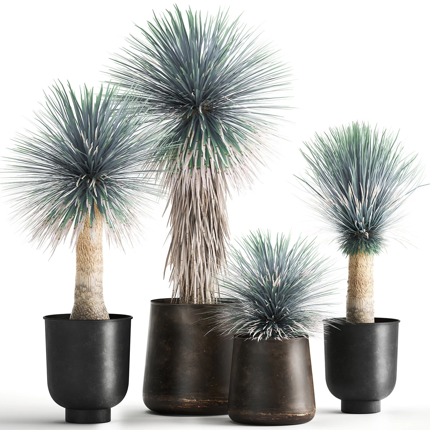 yucca rostrata in a flowerpot for the interior 1014 3D Model .c4d .max .obj .3ds .fbx .stl .blend 
