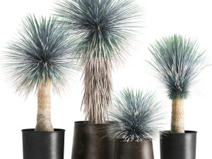 인테리어용 화분 속의 유카 로스트라타 1014 3D 모델