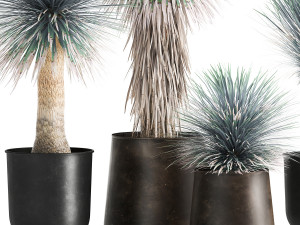 yucca rostrata in a flowerpot for the interior 1014 3D Model