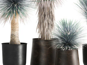 yucca rostrata in a flowerpot for the interior 1014 3D Model