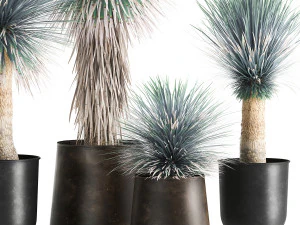 yucca rostrata in a flowerpot for the interior 1014 3D Model