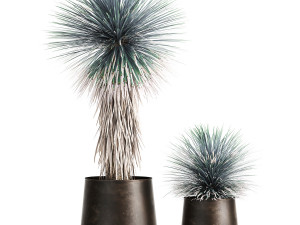 yucca rostrata in a flowerpot for the interior 1014 3D Model