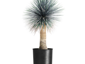 yucca rostrata in a flowerpot for the interior 1014 3D Model