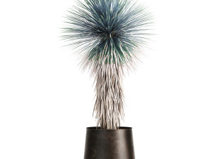 yucca rostrata in a flowerpot for the interior 1014 3D Model