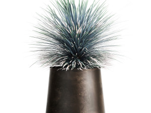 yucca rostrata in a flowerpot for the interior 1014 3D Model