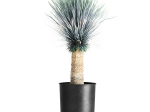 yucca rostrata in a flowerpot for the interior 1014 3D Model