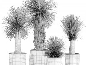 yucca rostrata in a flowerpot for the interior 1014 3D Model