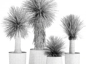 yucca rostrata in a flowerpot for the interior 1014 3D Model