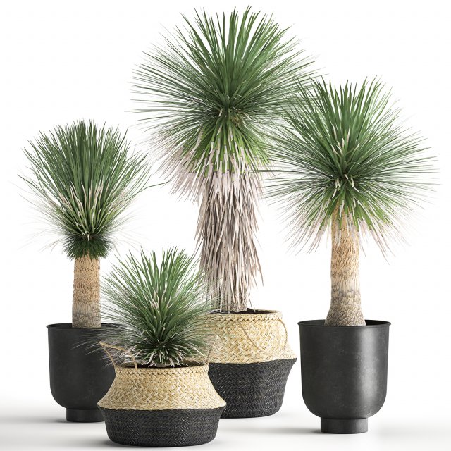 yucca rostrata in a flowerpot for the interior 1015 3D Model .c4d .max .obj .3ds .fbx .stl .blend 