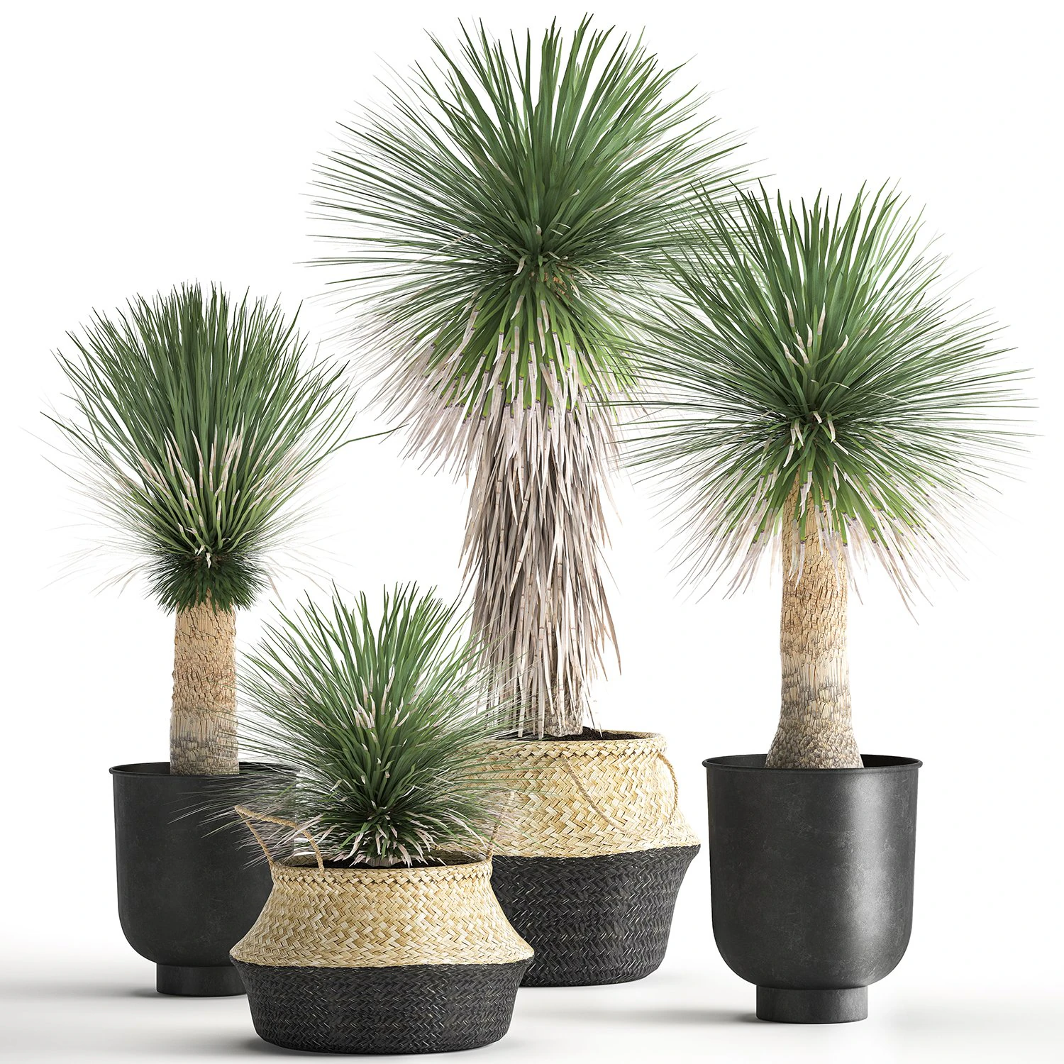 yucca rostrata in a flowerpot for the interior 1015 3D Model .c4d .max .obj .3ds .fbx .stl .blend