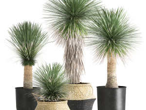 yucca rostrata in a flowerpot for the interior 1015 Modèle 3D