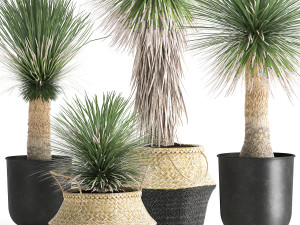 yucca rostrata in a flowerpot for the interior 1015 3D Model