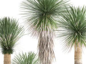 yucca rostrata in a flowerpot for the interior 1015 3D Model