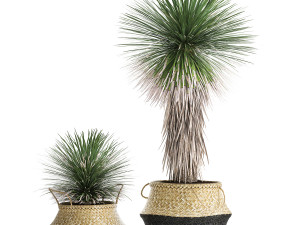 yucca rostrata in a flowerpot for the interior 1015 3D Model