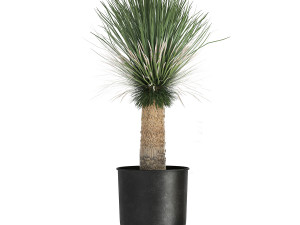 yucca rostrata in a flowerpot for the interior 1015 3D Model